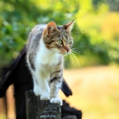 Tips på hur du kan motionera din katt med artros