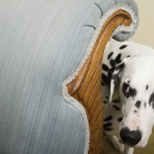 Att lära hunden hantera fyrverkerier: tips & tricks