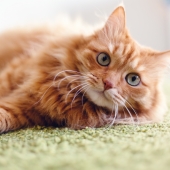 Även katter kan drabbas av artros