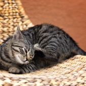 Plocka fästingar på katten? Här kommer några tips!