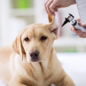 Hjälp, min hund har öroninflammation