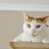 Kissar din katt inomhus? Här följer 3 tips för att lösa problemet