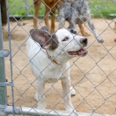 Inga problem på hundpensionat!