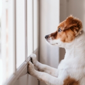 Lär din hund att vara ensam hemma igen