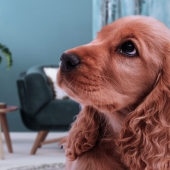 Din hund och fyrverkerier