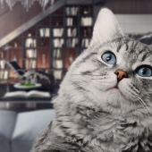 Tips för att ge din katt stöd när det smäller