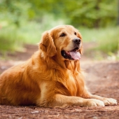 Behöver min hund gå ner i vikt?