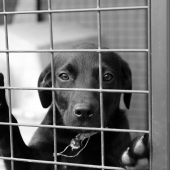 Pensionatsvistelse för din hund under semestern