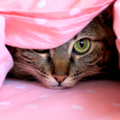 Ge din katt en trevlig nyårskväll