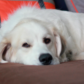 Vad kan du göra för att undvika att din hund får ledbesvär?