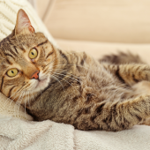 Har katten diabetes? Information om behandling
