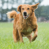 Artros hos hund