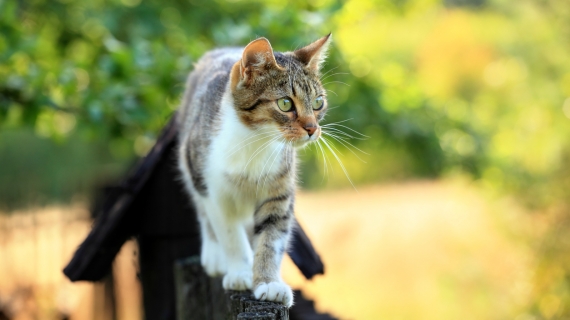 Tips på hur du kan motionera din katt med artros