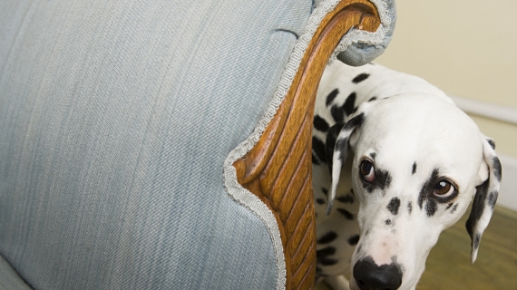 Tycker din hund inte om när det åskar? Ljudträna den! 