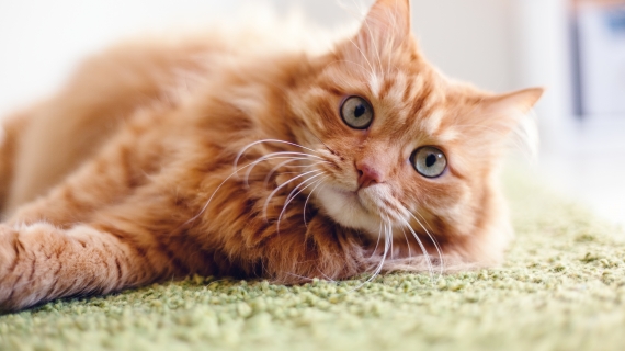 Även katter kan drabbas av artros