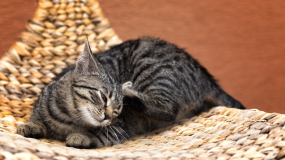 Plocka fästingar på katten? Här kommer några tips!