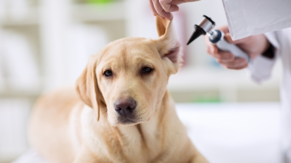 Hjälp, min hund har öroninflammation