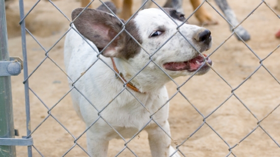 Inga problem på hundpensionat!