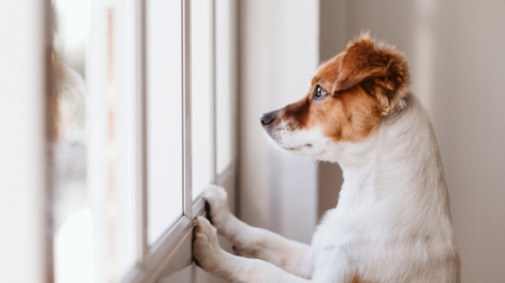 Lär din hund att vara ensam hemma igen