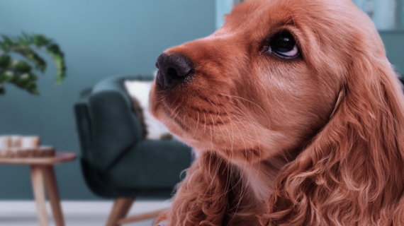 Din hund och fyrverkerier