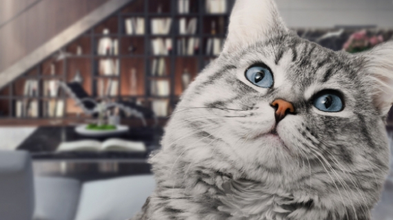 Tips för att ge din katt stöd när det smäller