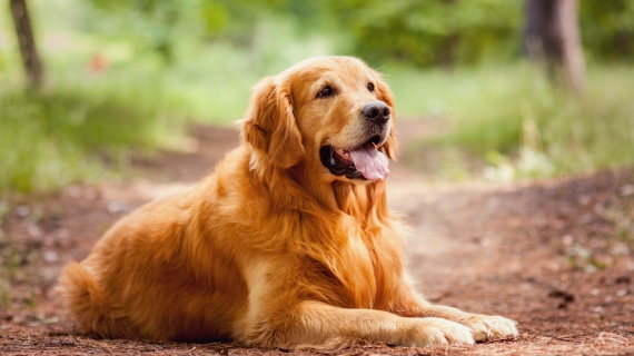 Behöver min hund gå ner i vikt?