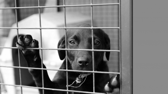 Pensionatsvistelse för din hund under semestern