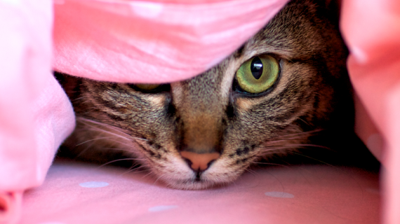 Ge din katt en trevlig nyårskväll