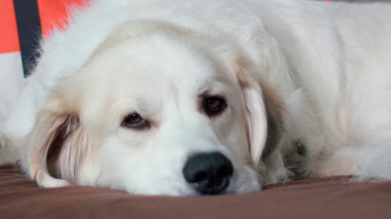 Vad kan du göra för att undvika att din hund får ledbesvär?