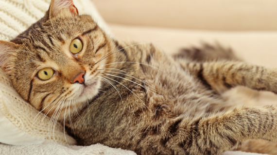 Har katten diabetes? Information om behandling