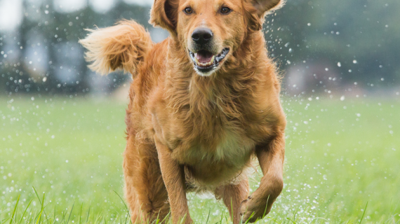 Artros hos hund