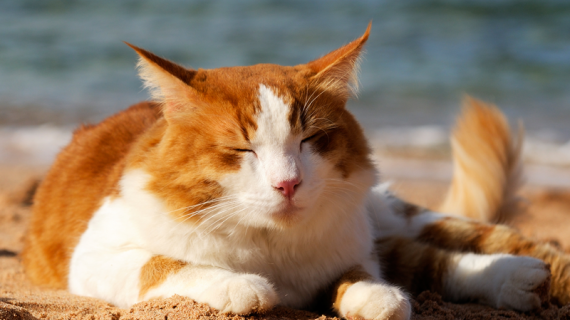 Tycker din katt det är jobbigt när det är varmt? Så här hjälper du din katt att svalka sig.